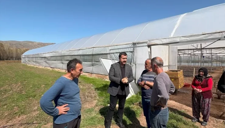 Suşehri’nde 10 Bin Domates Fidesi Toprakla Buluştu