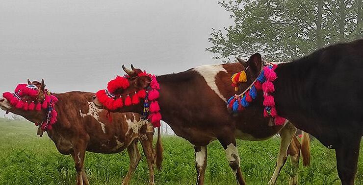 Trabzon’un Şalpazarı İlçesinde Yayla Göçü Başladı