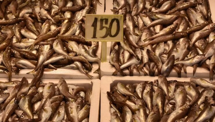 Trabzon’da Balık Fiyatları