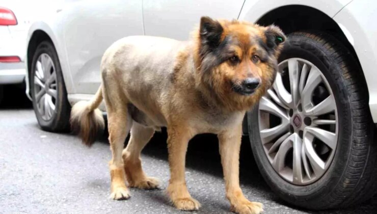 Trabzon’un Aslan Kralı: Tüyleri Kesilen Köpek