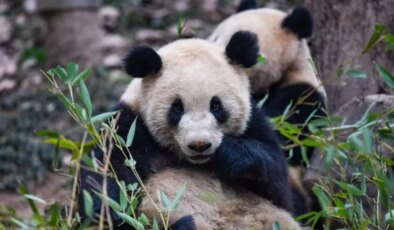 Çin, Avusturya’ya İki Dev Panda Gönderdi