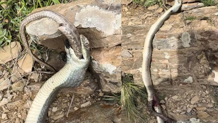 Yılanın Yılan Avı