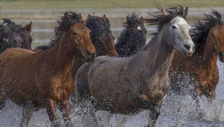 Amasya’da Yılkı Atları Seyir Halindeki Görüntüleri