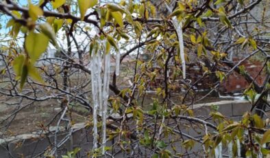 Yozgat’ta zirai don meyve ağaçlarını vurdu