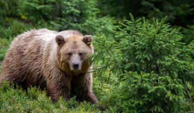 Yüzünü yemeye başlayan ayıyı zekice hamleyle durdurdu