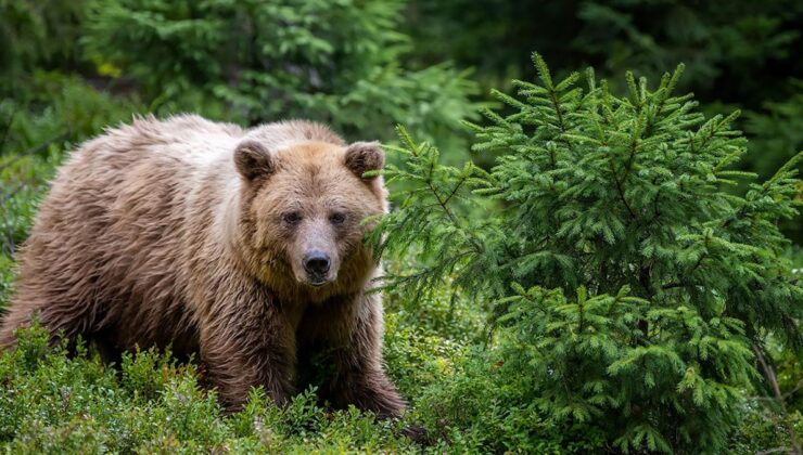 Yüzünü yemeye başlayan ayıyı zekice hamleyle durdurdu