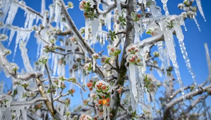 Zirai don felaketinde çiftçiye rekor tazminat ödenecek