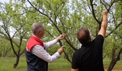 Zirai Don Hasarı Tespiti Devam Ediyor