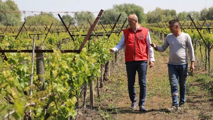 Zirai Don Sonrası Üzüm Bağlarında Budama Uyarısı