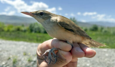 Hafif Takip Cihazıyla Göçmen Kuşun Afrika Yolculuğu Kaydedildi