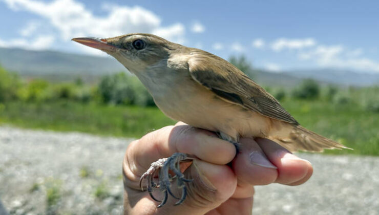 Hafif Takip Cihazıyla Göçmen Kuşun Afrika Yolculuğu Kaydedildi