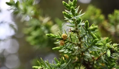 35 Yıllık Usta, Andız Kozalaklarından Coğrafi İşaretli Tespih Üretiyor