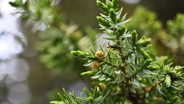 35 Yıllık Usta, Andız Kozalaklarından Coğrafi İşaretli Tespih Üretiyor
