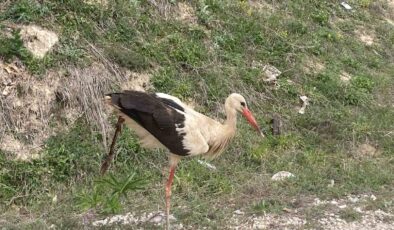 Bolu’da Yaralı Leylek Tedavi Altına Alındı