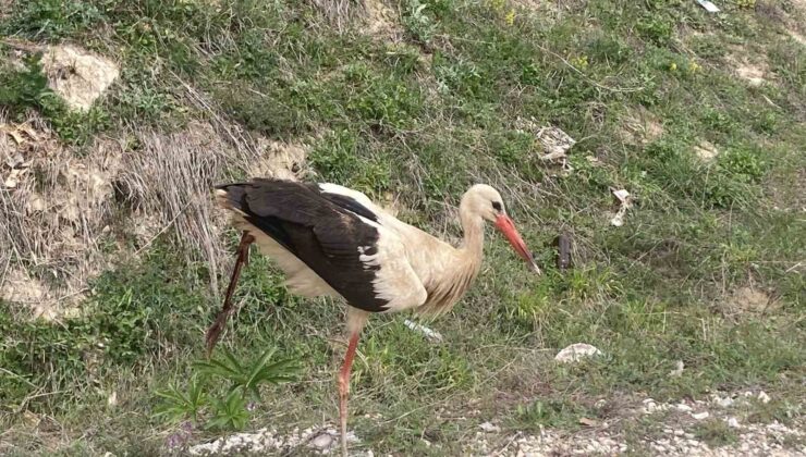 Bolu’da Yaralı Leylek Tedavi Altına Alındı