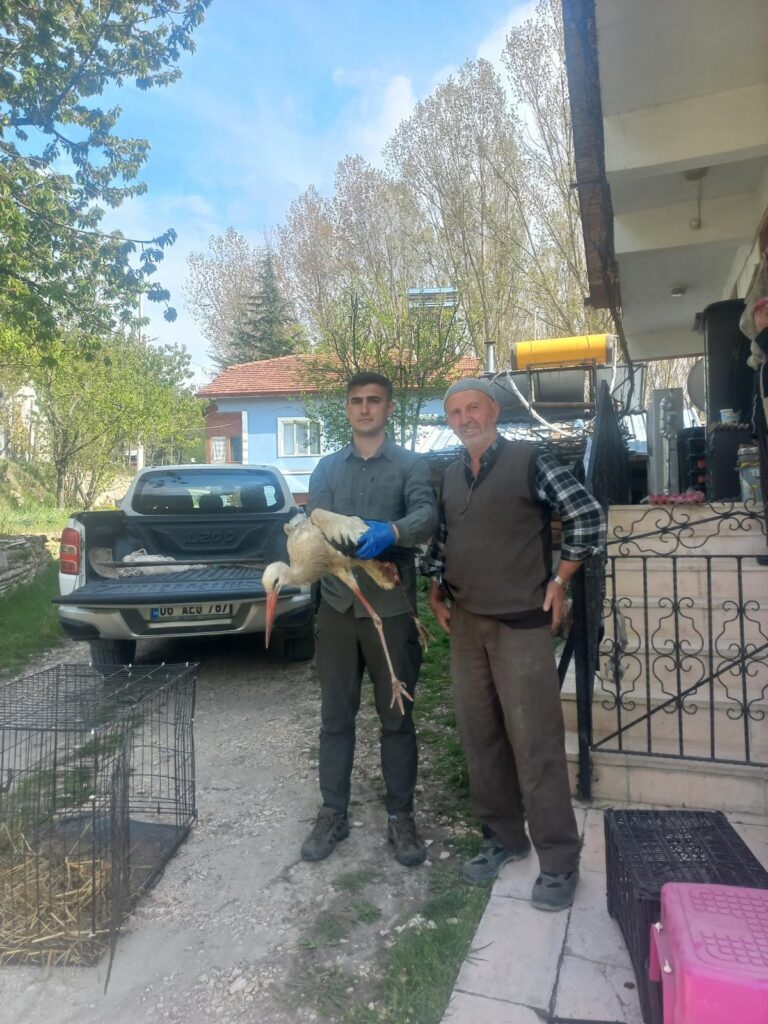 Bolu’da yaralı leylek1
