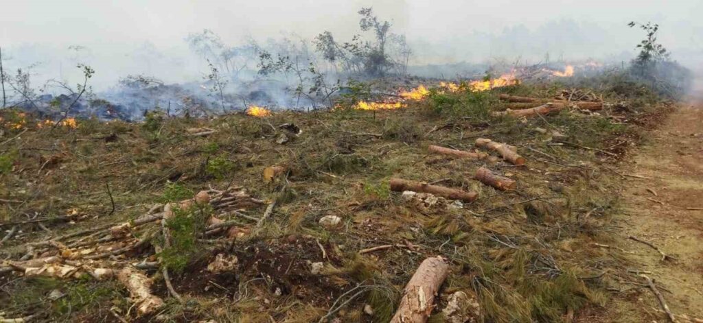 Denizli orman yangını