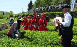 Giresun’da Kemençeli ve Horonlu Çay Hasadı Başladı
