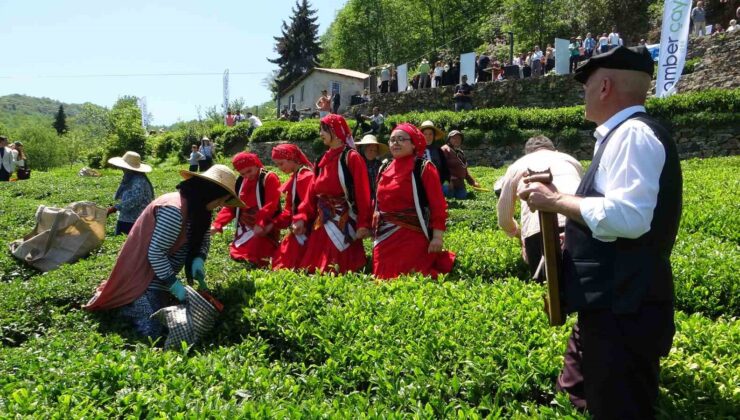 Giresun’da Kemençeli ve Horonlu Çay Hasadı Başladı