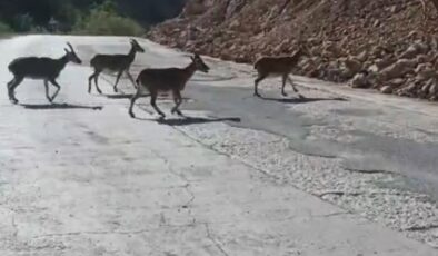 Vaşak ve Dağ Keçileri Yolda Görüntülendi