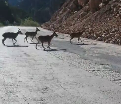 Vaşak ve Dağ Keçileri Yolda Görüntülendi