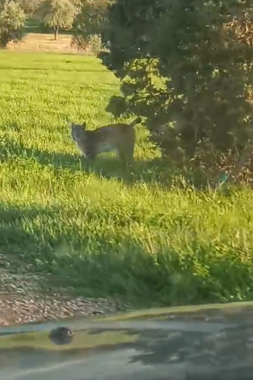 Gümüşhane vaşak görüntüsü1