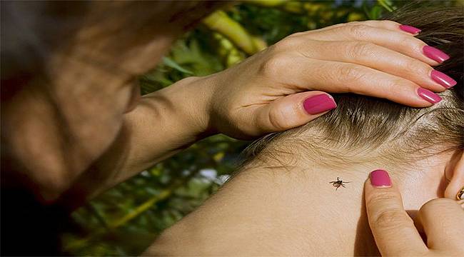 Keneye Karşı Uyarı: Uzmanlardan KKKA Hastalığı ve Aşı Çalışmaları