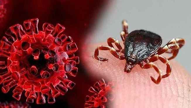 Kene Alarmı! KKKA Vakaları Artıyor