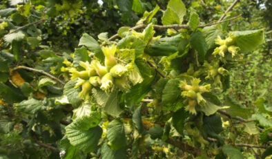 Zirai Dondan Kurtulan Fındıklar Büyüyor