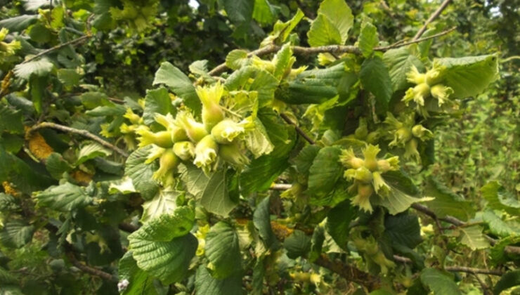 Zirai Dondan Kurtulan Fındıklar Büyüyor