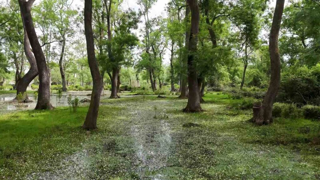 Kızılırmak Deltası 1