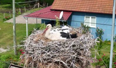 Kızılırmak Deltası’nda Baharın Renkleri
