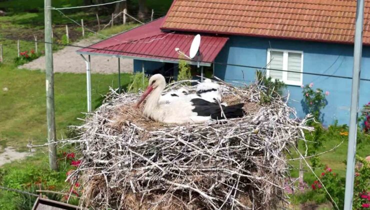 Kızılırmak Deltası’nda Baharın Renkleri