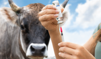 Sivas’ta Şap Alarmı: 1 Köyde Tespit Edildi