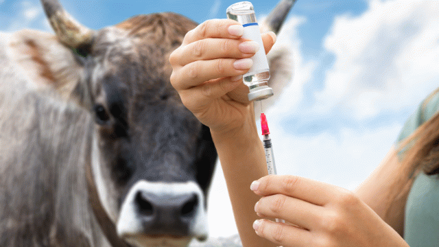 Sivas’ta Şap Alarmı: 1 Köyde Tespit Edildi