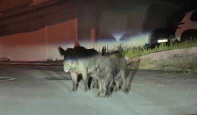 Aç Kalan Yaban Domuzları Sokaklara İndi