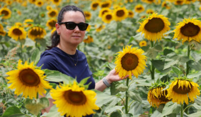Adana’da ayçiçekleri tarlaları sarıya boyadı