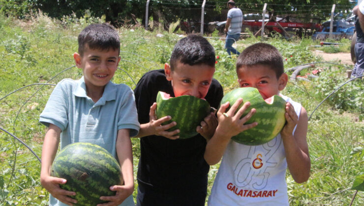 Adana’da Erkenci Karpuz Hasadı Başladı