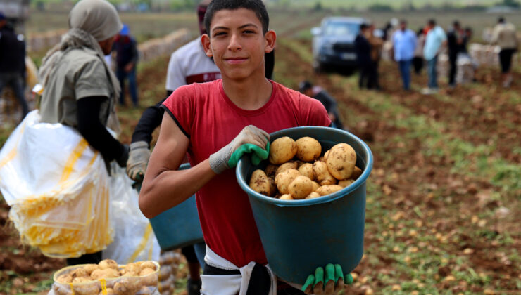 Adana’da Erkenci Patates Hasadı Başladı