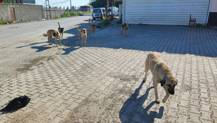 Belediyelere Başıboş Köpek Uyarısı