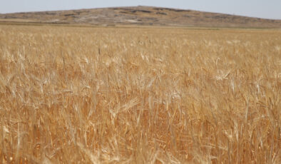 Adıyaman’da sezonun ilk arpa hasadı yapıldı