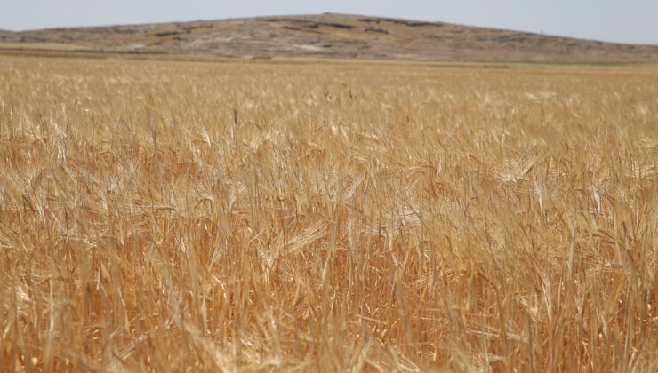 Adıyaman’da sezonun ilk arpa hasadı yapıldı