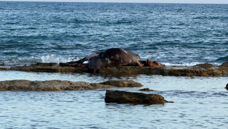 Antalya’da denizin ortasında inek leşi görenler gözlerine inanamadı