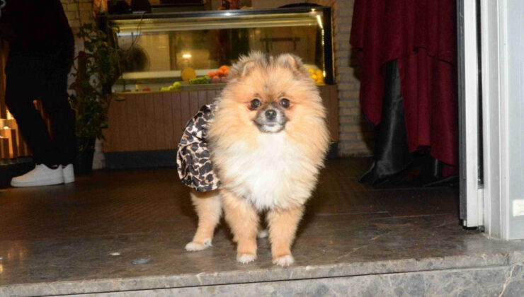 Antalya’da güzellik yarışması birincisi köpek kayboldu