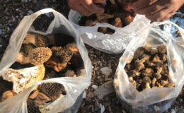 Antalya’da kuzugöbeği mantarı zamanı