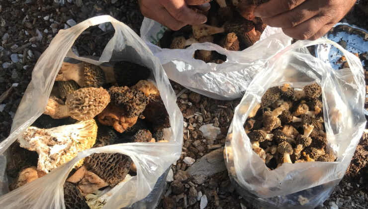 Antalya’da kuzugöbeği mantarı zamanı