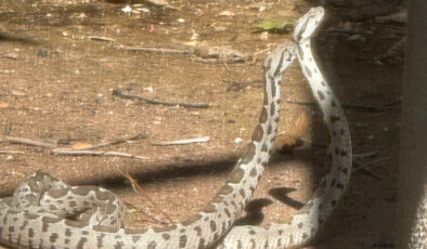 Antalya’da şeritli engereklerin çiftleşme dansı
