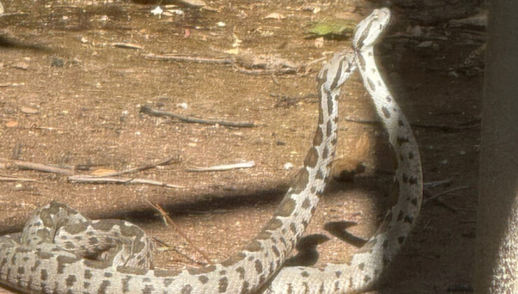 Antalya’da şeritli engereklerin çiftleşme dansı
