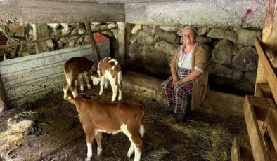 Artvin’de inek dördüz doğurdu, aile sevinç yaşadı