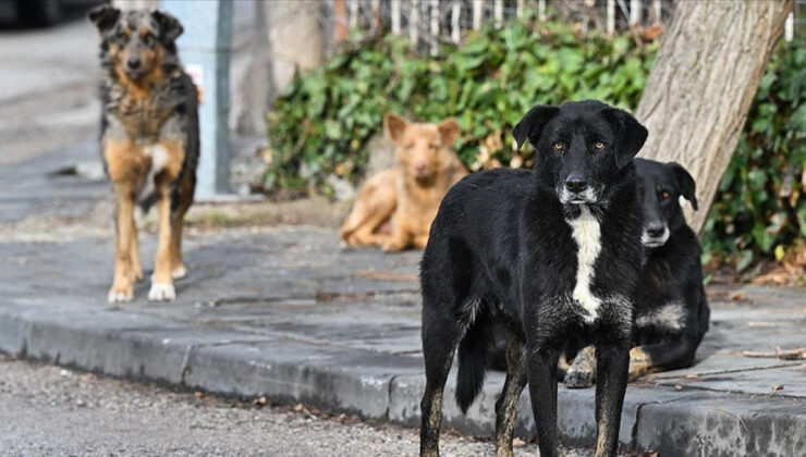 AYM’den sokak köpeği düzenlemesine onay